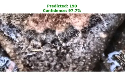 Cow Biometrics | Livestock Identification