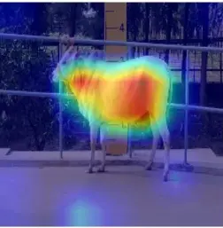 Cow Weight Estimation